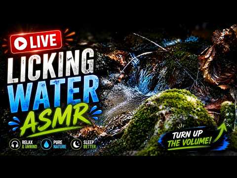 🔴LIVE▪ Extremely Relaxing Water Licking ASMR 💦Deep Sleep ▪ No Talking ▪ 24//
