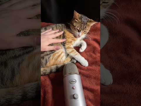 Cat ASMR #asmr #türkçeasmr #cat #kedi #senadeska