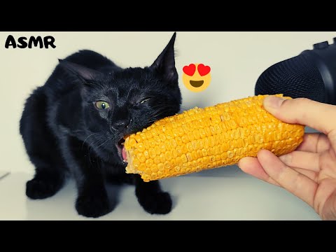 Cat eating corn ASMR