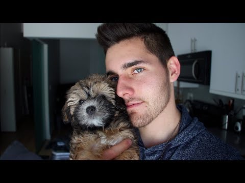 ASMR Puppy Massage (Brushing, Petting, Relaxing Hand Movements)