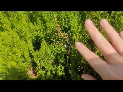 Asmr Summer resort tour !!! Water sounds, leaves sounds, tapping and whispering during summer!!!