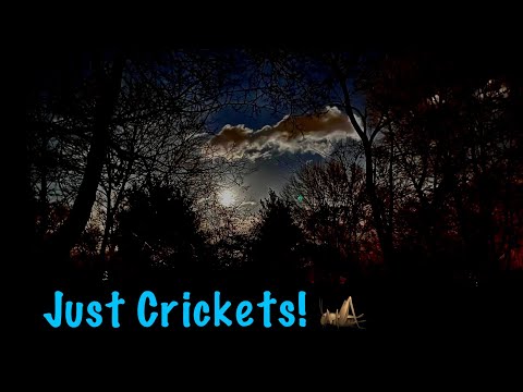 Just Crickets at Night~ASMR Special request (No talking only)