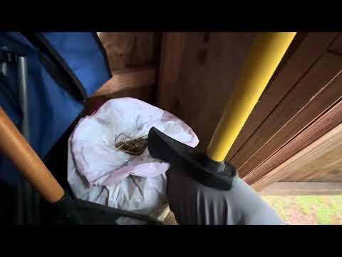 Outdoor ASMR
