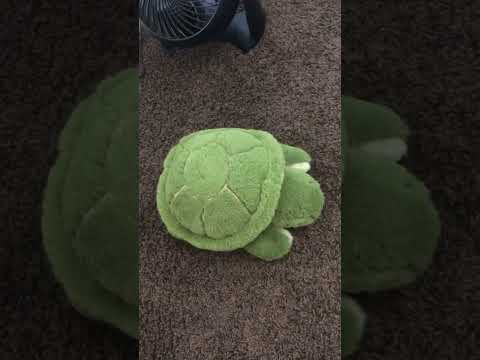 She loves her turt