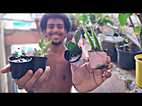 ASMR MOSTRANDO AS PLANTAS QUE COMPREI NA MINHA COMUNIDADE 😍 #mouthsounds 👅💦 #asmr