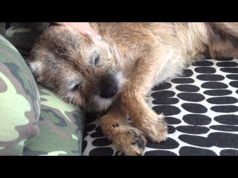 BORDER TERRIER  💗 Lazy Dog o(^^ )o——–⊆^U)┬┬~…  [ASMR]