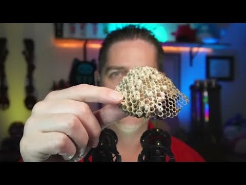 ASMR Wasp Nest Crinkle Trigger #Satisfying #SleepAid #MaleASMR