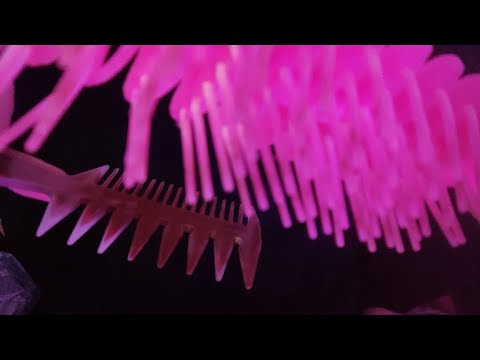 ASMR Hair Brushing & Clipping 💇‍♀️ No Talking | Relaxing Sleep & Tingle Sounds