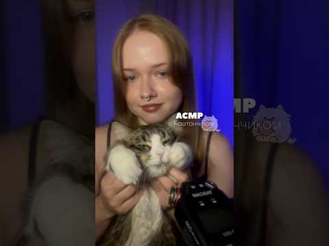 много Каштанчика не бывает 😌 #асмр #асмрвидео #asmr #catasmr #asmrsounds