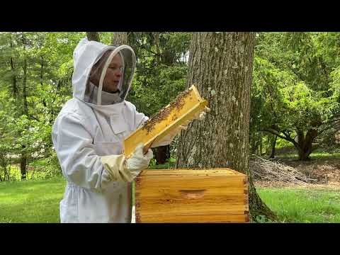 Soft Spoken Beehive Inspection 🐝 ~ Checking the Super, Queen Cells & Hive Talk, No Frills ASMR