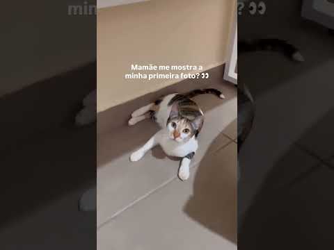 Mamãe me mostra a minha primeira foto??  #gatos #cat #petsfofinhos #gato #gatinhosfofos #pets