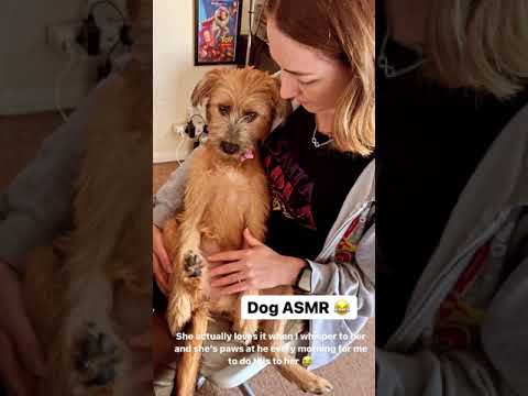 Dog ASMR 😂 #shorts