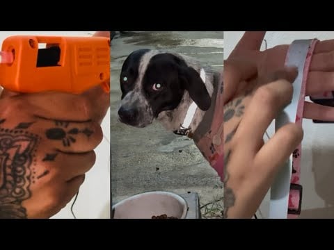 😱 ASMR 😍 HACIENDO UN COLLAR REFLEJANTE BARATO PARA LOS PERRITOS DE LA CALLE 😱