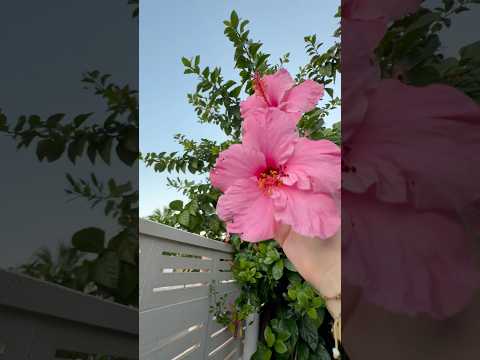 ULTRA LAYERES ASMR SOUNDS | Roaming around the garden, nature exploration