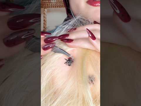 Bugs plucking #asmr #shorts #satisfying #visualtingle #asmrhairplay #asmrscratching