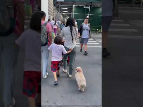 Cute family is walking dog in Manhattan New York