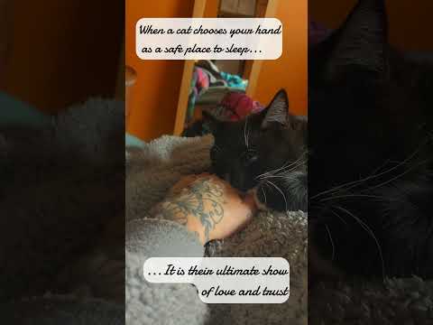 Is this the cutest cat video you've seen today? #cute #cat #cutecat #cutekitty #sleepykitty #shorts