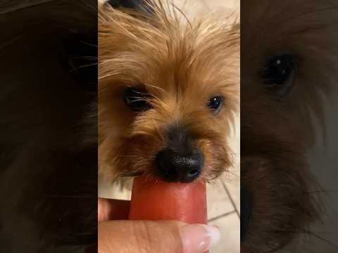 cutest thing you’ll ever see! 🐾🍉 #puppyeating #yorkie #dogasmr #asmr #asmrshorts #shorts