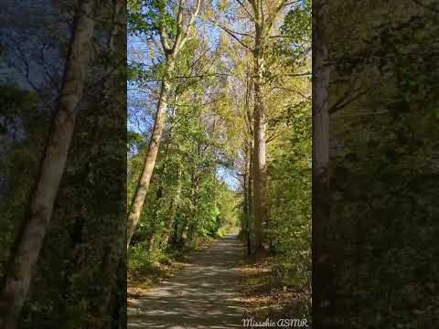 ASMR AUTUMN LEAVES FALLING 🍃🌳 #asmrshorts #naturesounds #asmrnature