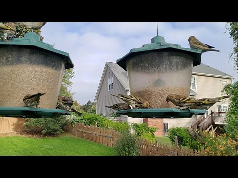 Close Up Birds / Nature Sounds Cats LOVE it!