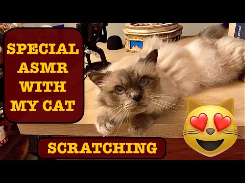 💥ASMR SPECIAL💥| SCRATCHING/BRUSHING VIDEO WITH MY CAT!🐱 FAST & AGGRESSIVE. W/ BRUSH&HANDS❤️