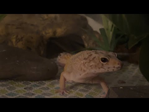 ASMR 🦎 Lizard house tour 