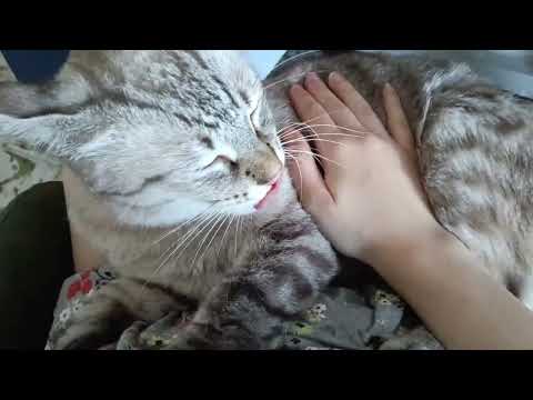 ASMR my kitten thinks I’m his mom 🥹🐈‍⬛ | purring & nursing sounds LoFi