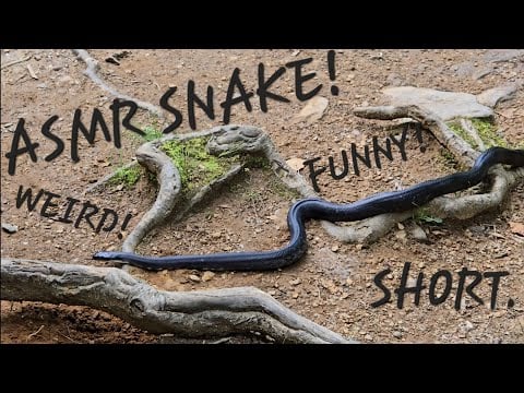 ASMR SNAKE (weird, funny)