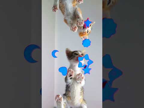 Cats Eating Blue ASMR Mukbang