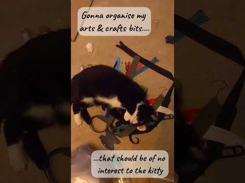 She loves to be in the action 😹 #cat #funnycat #kitty #funnypet #cute