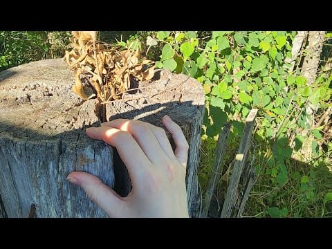 Nature ASMR for Sleep | Cat Purring, Outdoor Sounds & Relaxing Ambience | No Talking