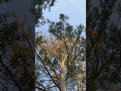 Back on You: Birch Tree November Medicine