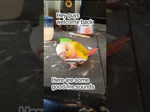 Rare mooncheek conure does ASMR - cute funny birb!