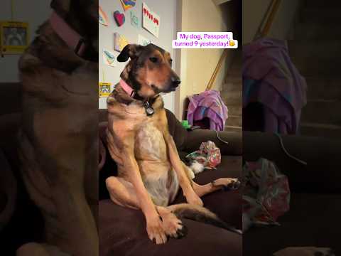 ASMR with my dog, Passport!💛 #bestlifebybrooke #asmr #whisper #asmrpets #dog #asmrvideo #tingles