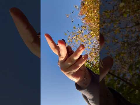ASMR | in the Forrest next to a cow farm