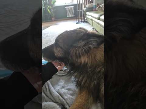 funny dog asmr🐶 #gs #snow #asmrvideo #asmr #gsdog #shorts #dog #asmrsounds #asmrcommunity #loveyou