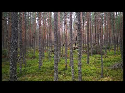 Asmr suomi -rentoutus, retki metsään