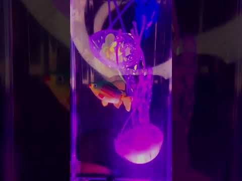 ASMR •NEW• Aquarium Trigger🐠🪼 #tingles #mouthwhisper #asmrvideos #aquariustrigger #asmrtriggers