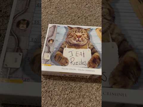 ASMR Tapping On A 1,000 Piece Cat Puzzle Box (No Talking) #ASMR #Shorts