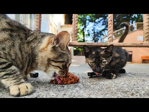 Stray Cats Eating Wet Cat Food ASMR