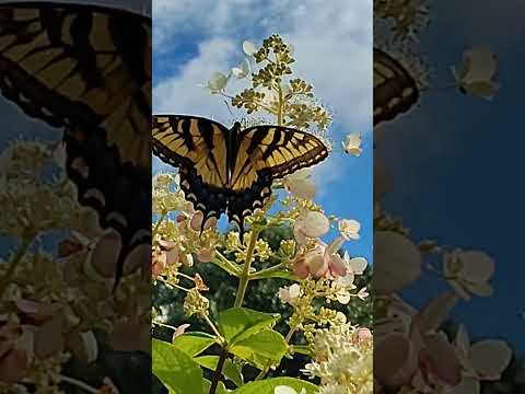 Butterfly ASMR #asmr #relax #fy #fypシ #nature