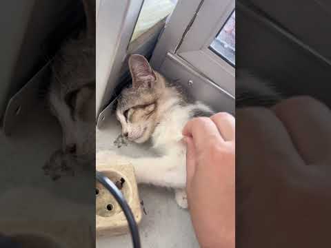 Cari kutu kucing #asmrvideo #mukbang #asmr