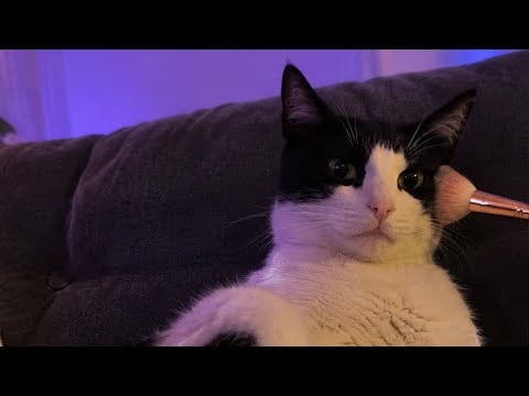 ASMR doing my cat’s makeup (he was so patient)