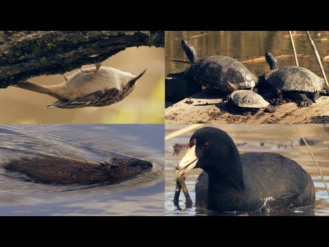 Closeup Footage of Pennsylvania Wildlife (Filmed at John Heinz National Wildlife Refuge)