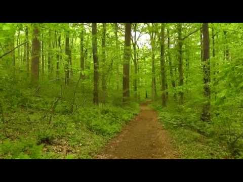 Relaxing Nature Journey & Walkabout #14 - Spring 2014 - Binaural - Trickling streams, Bird Sounds