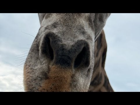 Florida Vacation ASMR Ramble Safari Animals, Universal, Gatorland 