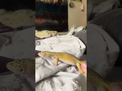 A very happy geck