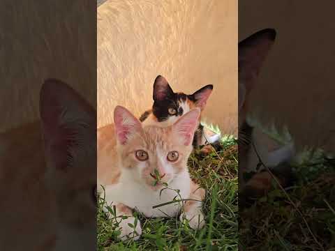 Jaydyn and Spooks