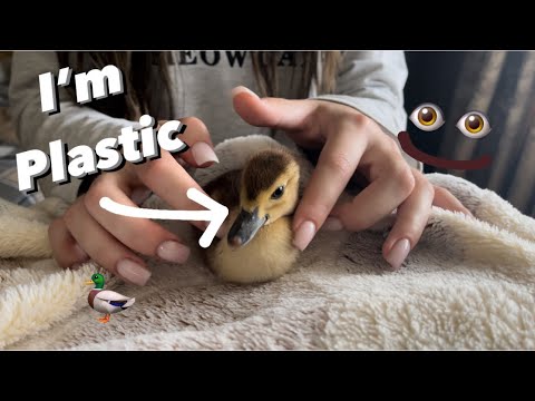 Asmr tapping on plastic duck 🦆
