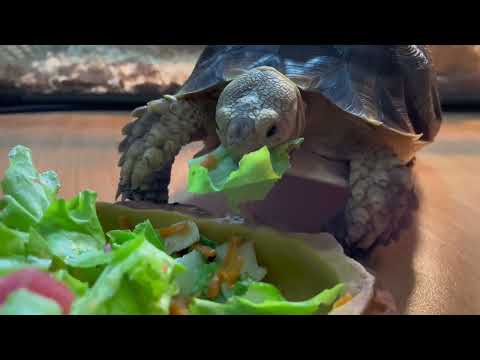 ASMR| Sounds of a turtle eating| Звуки кушающей черепашки